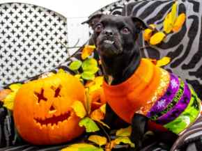 Picture for category Halloween